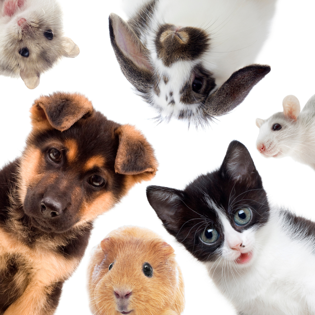 Animaux de compagnie